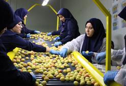 Hasat edilen kayısı Avrupa'ya ihraç ediliyor