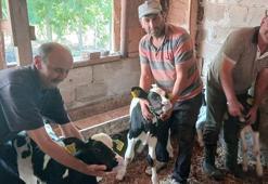 Edirne’de inek, üçüz doğurdu