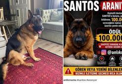 25 gündür kayıp olan köpek 'Santos'u bulana 100 bin lira ödül