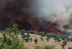 Diyarbakır’da 2 ayda çıkan yangınlarda 100 bin hektar alan zarar gördü
