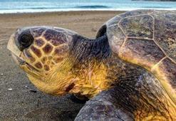 İztuzu Plajı'nda caretta carettaların yuva sayısı 400'e ulaştı