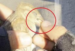 Motokurye, ağzındaki buğday tanesini çıkardığı serçeyi kurtardı