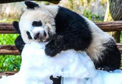 Çin'de panda yavrusu Wang Shu'nun 1’inci doğum günü kutlandı