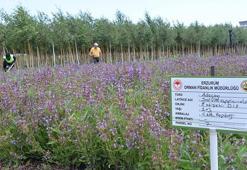 Tıbbi ve aromatik bitkiler, Şifa Bahçeleri Projesi ile yaygınlaştırılıyor