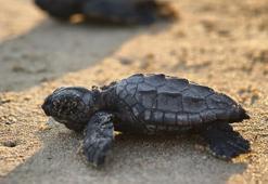 2026'nın ilk caretta yavruları denizle buluştu