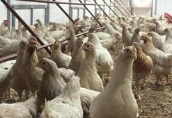 TÜİK: Tavuk eti üretimi azaldı, yumurta ve içme sütü üretimi arttı