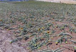 Tekirdağ'da dolu yağışı nedeniyle 35 bin dekar ekili alan zarar gördü, hasar tespiti başladı
