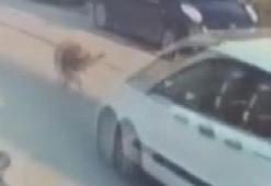 Silivri'de aracıyla sokak köpeğine çarpıp ölümüne neden olan sürücü tutuklandı