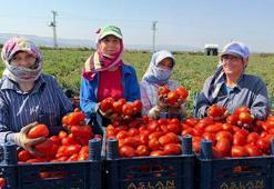 Amik Ovası'nda 35 derecede domates hasadı