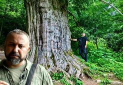 Prof. Dr. Aksoy: Karadeniz’in binlerce yıllık porsuk ağaçları tehlike altında