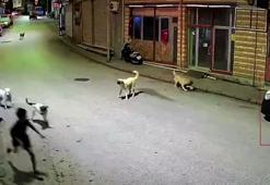Ordu'da skuterlı çocuk köpeklerin saldırısına uğradı; o anlar kamerada