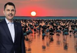 Bakan Kurum'dan 'Flamingo' paylaşımı