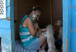 Geçici hevesle alınıp terk edilen cins köpekler, sahiplenilmeyi bekliyor