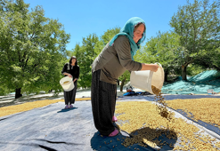 Tunceli’de geçen yıl don vuran coğrafi işaretli Ulukale dutunda 600 ton rekolte beklentisi