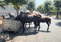 Avcılar'da başıboş atlar tehlikeye davetiye çıkarıyor