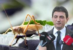 İstanbul İl Tarım Müdürü Parıldar: İstanbul'da çekirge istilasından bahsetmek mümkün değil