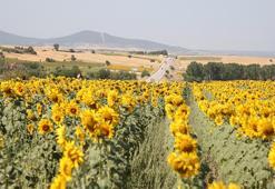 Trakya’da ‘Sarı gelin’ olarak adlandırılan ayçiçeği tarlaları görsel şölen sunuyor