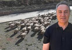 TOGÜ Rektörü Yılmaz: Tescilli Karayaka ırkını geleceğe taşıyoruz