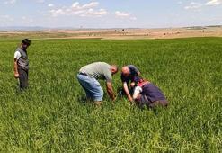 Edirne’de dolunun zarar verdiği tarlalarda hasar tespit çalışması başlatıldı