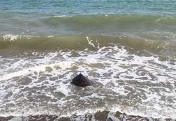 Tedavi edilen Mersin ile Göksu, mavi sulara bırakıldı