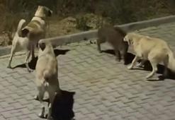 Kuşadası’nda başıboş köpekler yavru yaban domuzuna saldırdı; o anlar kamerada