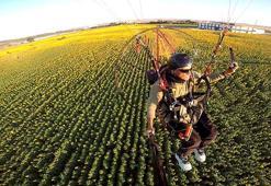Edirne'nin 'sarı gelin'i ayçiçeği tarlaları üzerinde paramotorla uçtu