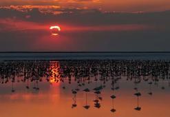 Son 5 yılın en yüksek yavru flamingo sayısına ulaşılan Tuz Gölü’nde eşsiz görüntüler
