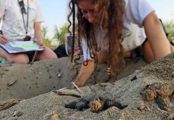 Akdeniz'de yavru caretta heyecanı