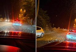 Sakarya'da milyonlarca kelebeğin ölüm dansı