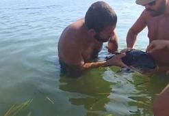 Plajda görülen yavru yunus, gözlerindeki enfeksiyon temizlenip denize bırakıldı