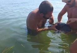 Plajda görülen yavru yunus, gözlerindeki enfeksiyon temizlenip denize bırakıldı