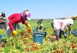 Manisa'da domates hasadı başladı