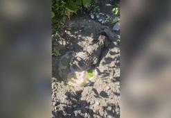 Mikserden dökülen betonda mahsur kalan yavru köpeği itfaiye kurtardı