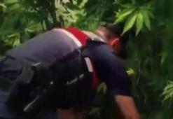 Yalova’da evlerinin bahçesine kenevir eken 2 şüpheli gözaltına alındı