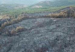 Muğla’daki yangınlarda 5 bin hektardan fazla alan zarar gördü