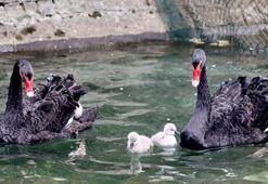 Kuğulu Park’ta 4 yeni yavru kuğu dünyaya geldi