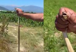 Tarlasını sürerken gördüğü yılanı zarar görmesin diye elleriyle yakalayıp güvenli bölgeye bıraktı