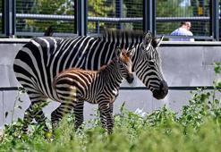 Ankara'daki 'Doğal Yaşam Parkı'nın yeni üyesi yavru zebra için isim anketi
