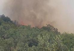 Erdek'te zeytinlik ve makilik alanda yangın