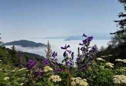 Artvin'de sis bulutu dronla görüntülendi