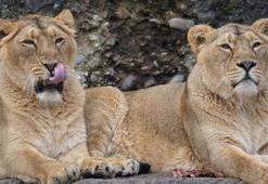Japonya'da aşırı sıcaklar nedeniyle 3 aslan öldü