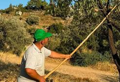 Datça'da badem hasadı başladı