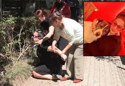 Esenyurt'ta 10 yıldır baktığı köpeği barınakta ölü buldu, sinir krizi geçirdi