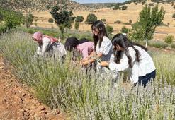 40 yıldır atıl duran arazi, kadınların emeğiyle lavanta bahçesine dönüştü