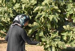 Bardacık inciri Torbalı'da toplanmaya başladı
