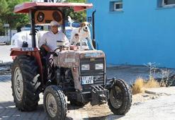 Köpek Benekli, kendisini sahiplenen çiftçinin 'yol arkadaşı' oldu