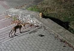 Parkta tilki, kedi ve kirpinin karşılaşması kamerada