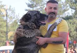 Sivas'ta Kangal köpekleri podyuma çıktı