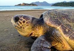 Prof. Dr. Kaska: Caretta carettaları beslemeyin, dokunmayın, fotoğraf için yaklaşmayın