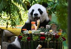 Çin’de dev panda Xing Mei’nin 15’inci doğum günü kutlandı